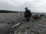 Alexis Veldeman, ornithologue en mission au bout du monde