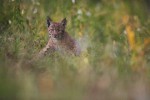 Guillaume François capture la nature