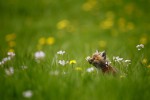 Guillaume François capture la nature