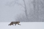 Guillaume François capture la nature