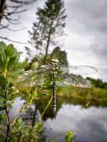 Connaissance, conservation, information au sujet des insectes