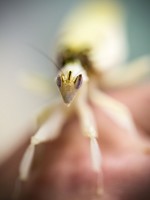 Un lieu unique pour mieux connaître les insectes