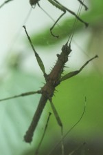 Un lieu unique pour mieux connaître les insectes