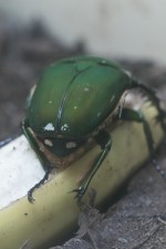 Un lieu unique pour mieux connaître les insectes