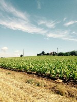 Un été dans les champs de tabac